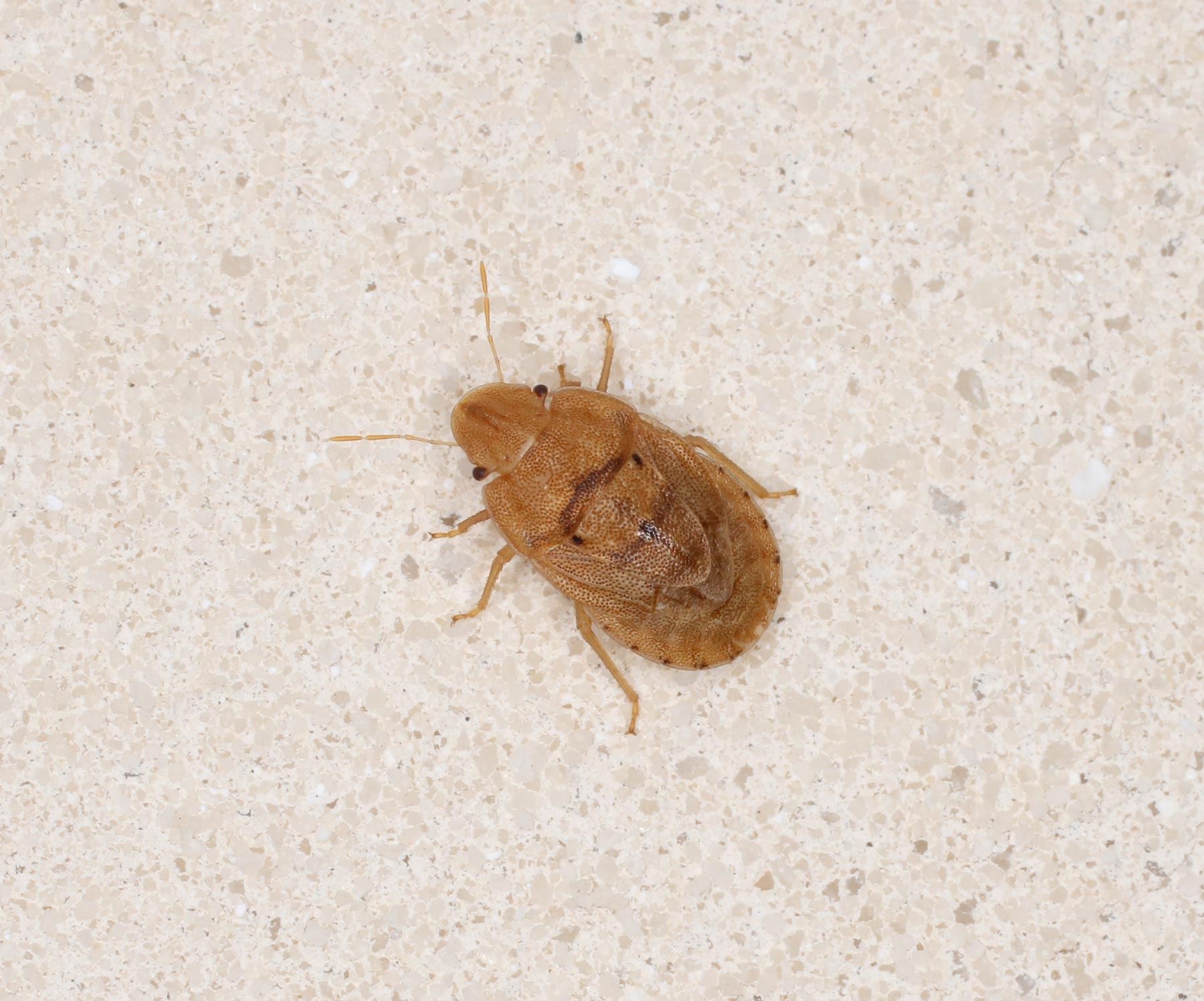 Scutelleridae?   No, Pentatomidae: Sciocoris sulcatus